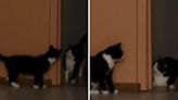 Home cat teaching adopted stray feline brother to play melts hearts