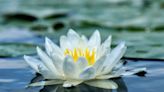 Beating the Freeze: Unlocking the Frost-Defying Secrets of the White Water Lily