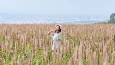 巨幅兔尾草花海秘境美拍！百萬夕陽市景同賞取景角度必收