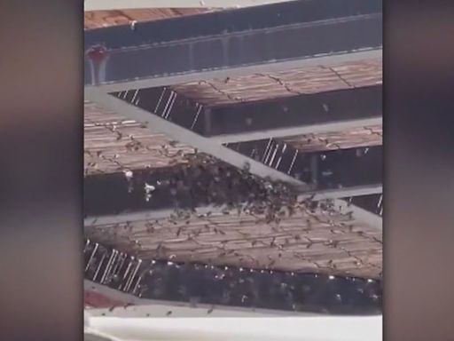 Bees swarm part of Westfield Century City mall