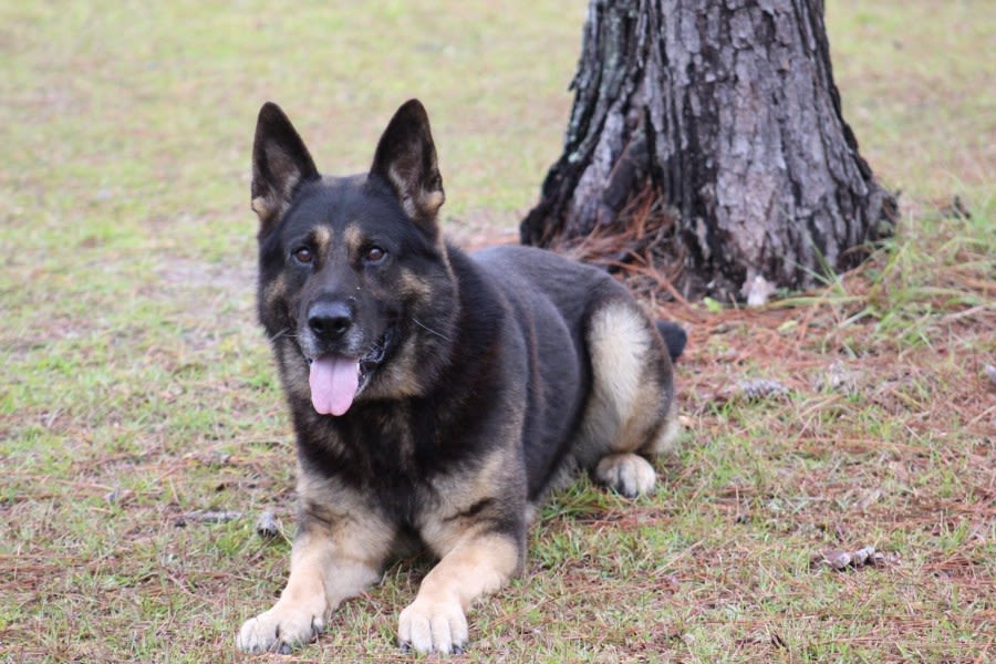 ‘Archer gave his all’: K-9 dies after tracking suspect in Florida heat