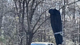 Uproar as human-like figures seen hanging from tree in South Carolina