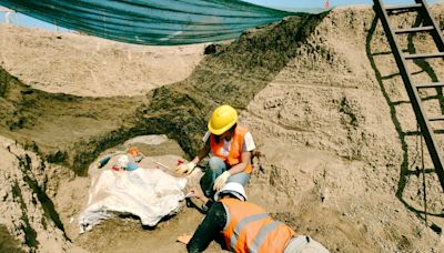 Mar del Plata: hallaron el esqueleto completo de un perezoso gigante que vivió hace unos 50.000 años