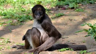 Le singe-araignée varié, l’un des primates les plus menacés au monde