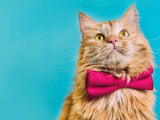 La arena para gatos mejor evaluada en Amazon a tan solo 50 pesos - Revista Merca2.0 |