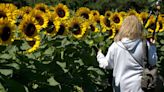 See the colors of autumn: Holland Ridge Farms' annual Fall Flower Festival returns