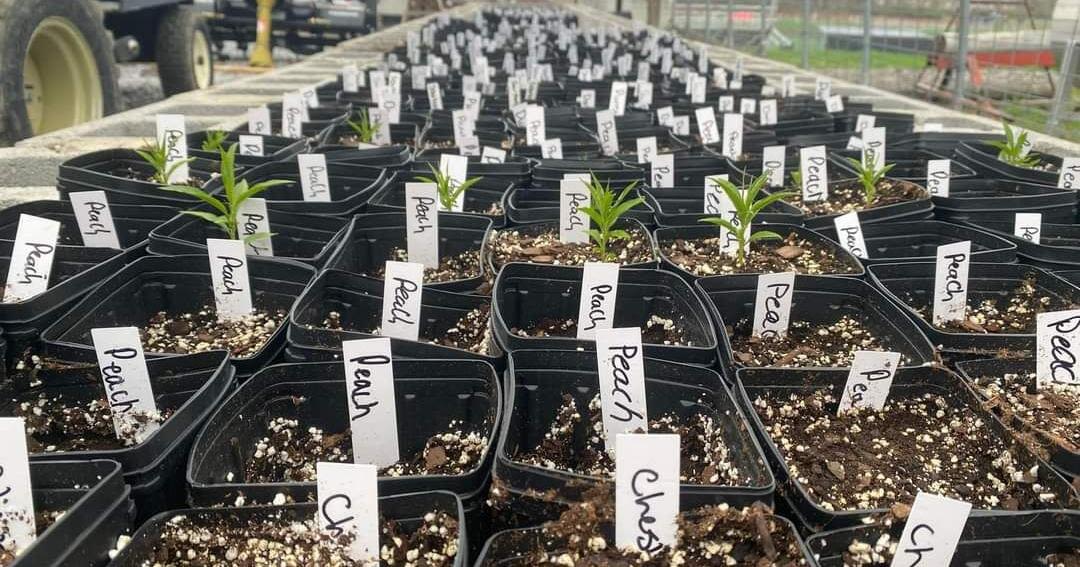 Brockway FFA spring plant sale endures