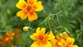 The Best Types of Marigolds for Colorful Flowers and Keeping Bugs Away