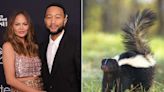 Chrissy Teigen and John Legend Reveal a Skunk Filled Their Home with a ‘Stench’: ‘Oh, It’s Bad!’