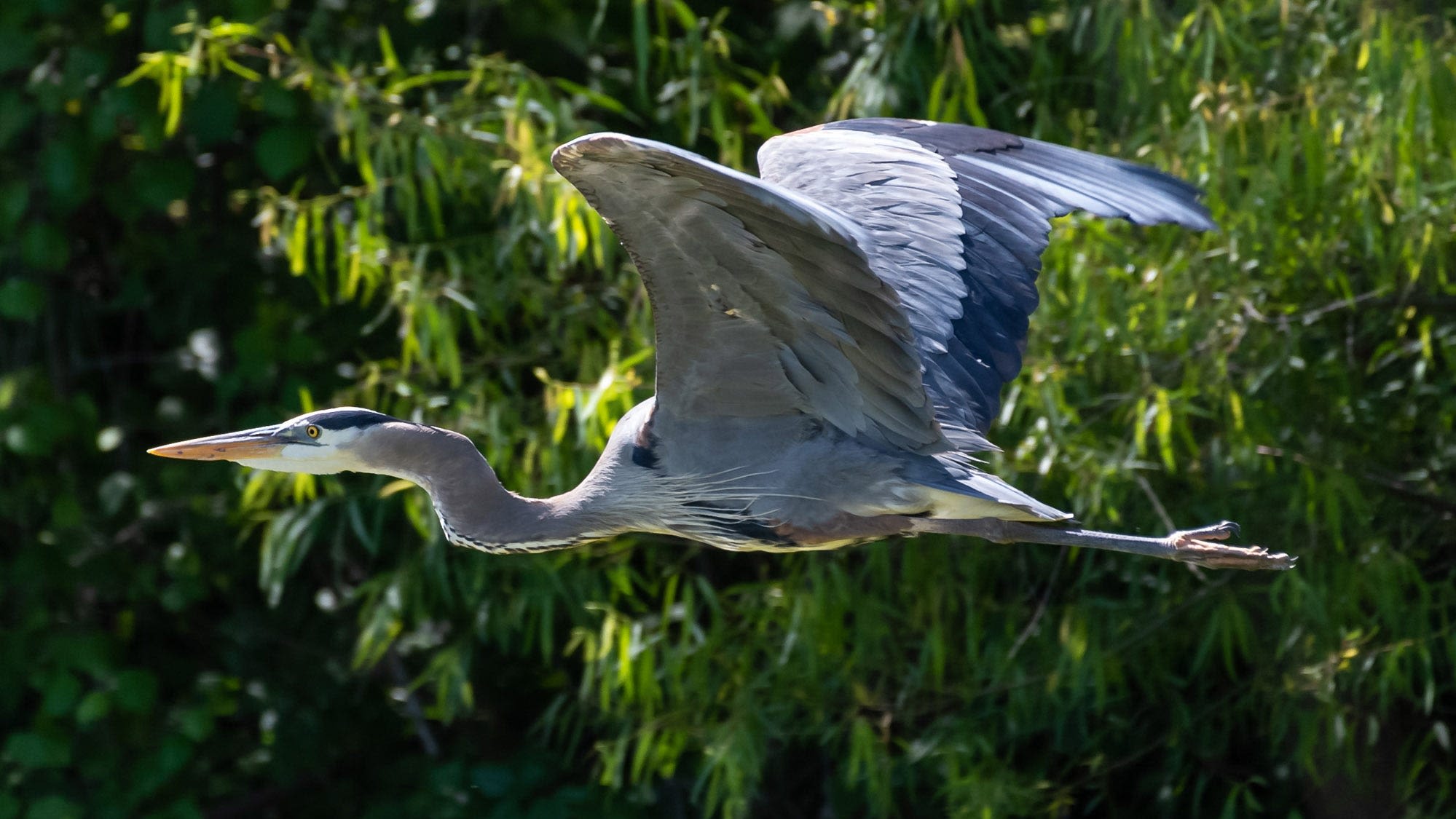 We asked. You answered. What to name peninsula on Lady Bird Lake in Austin