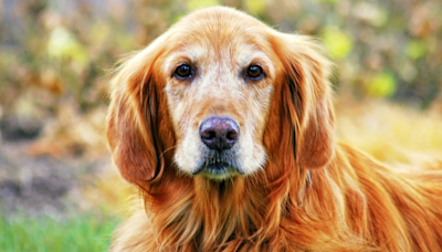 Senior Golden Retriever Ignores McDonald's Burger to 'Make Sure Mom's Safe'