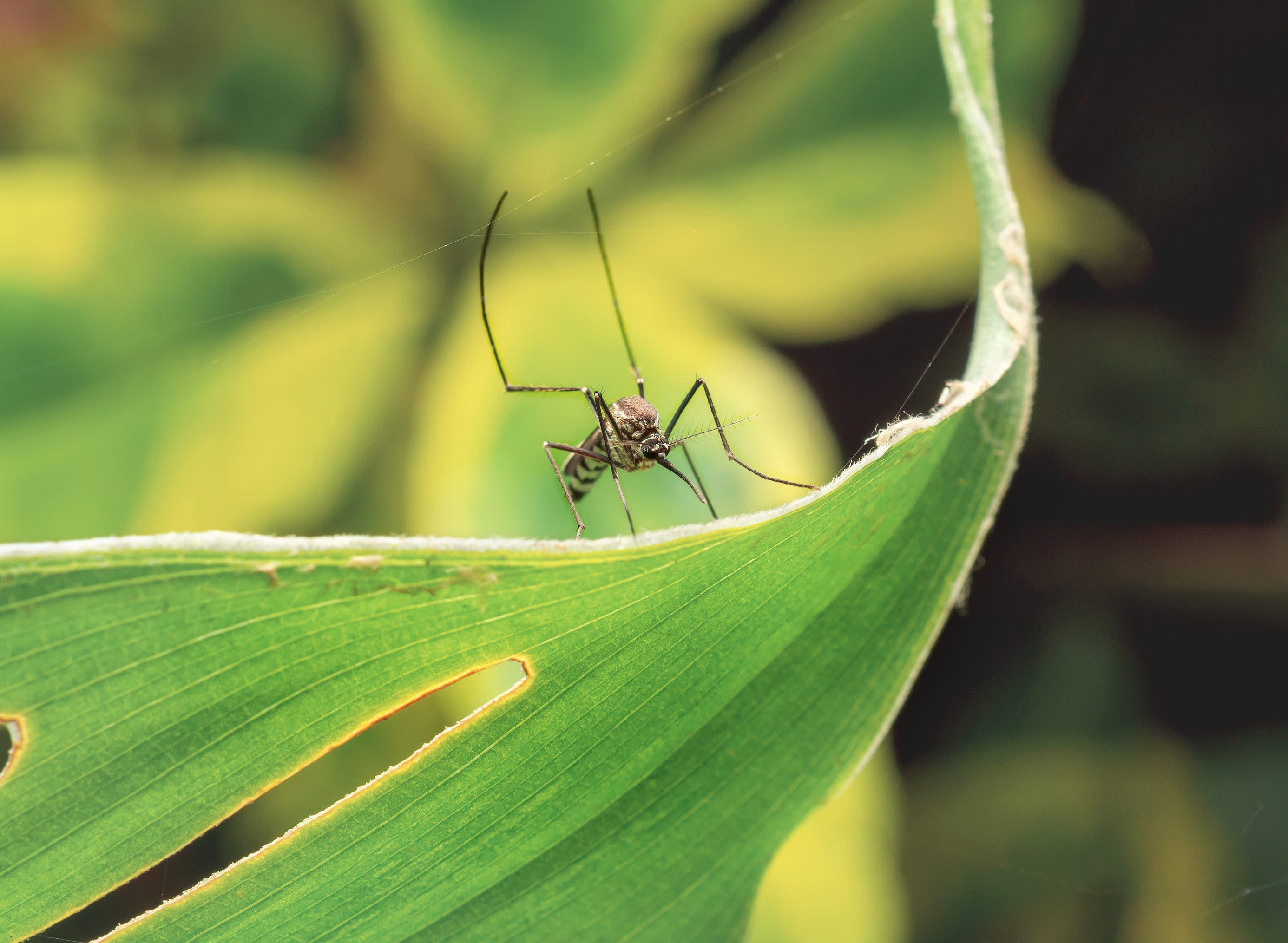 Philly area health officials are seeing dengue fever cases rise among travelers