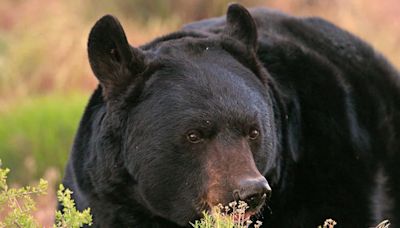 Black bear attacks man trail running in Utah