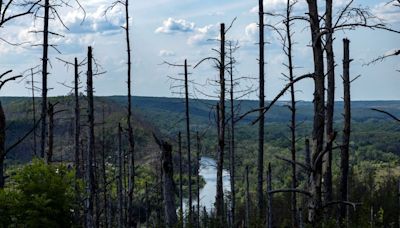 Ukraine's vast forests devastated in hellscape of war