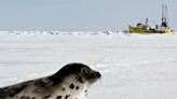 N.L. government sues Fleur de Lys seal operation over $1M loan