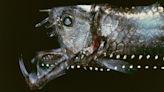 Why do deep-sea fish look like aliens?