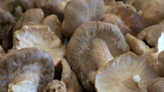 Unique farm in downtown Albuquerque grows gourmet mushrooms