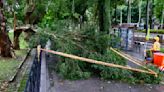 74歲翁颱風天騎車出門 遭樹枝重壓摔車不治