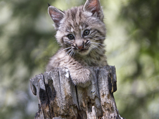 Grandmother Has Family of Bobcat Babies Living Under Her Deck and It’s Too Cute