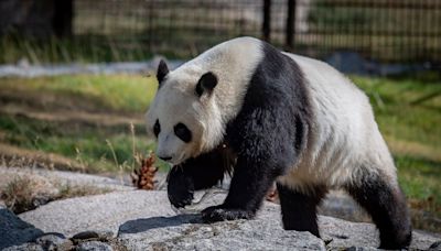 太貴了！芬蘭動物園養不起大熊貓 提前8年「還給」中國 - 鏡週刊 Mirror Media