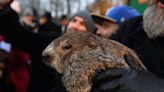 Punxsutawney Phil’s pups given weather-inspired names