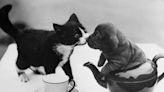 15 hilarious vintage photos of animals from 100 years ago