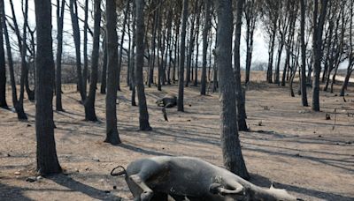 Presupuesto 2025: organizaciones cuestionan “el cepo” estatal a áreas ambientales clave