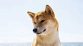 The “Doge Meme” Shiba Inu Passed Away