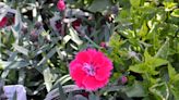 A Stroll Through the Garden: Carnations growing in Ohio in the name of dianthus