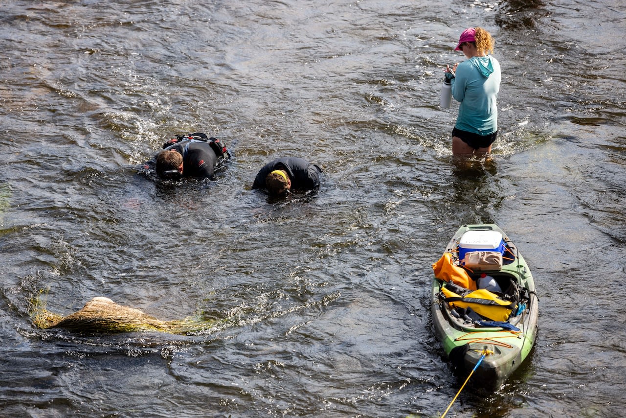 Dive teams relocate 9K endangered mussels from Grand River for rapids project