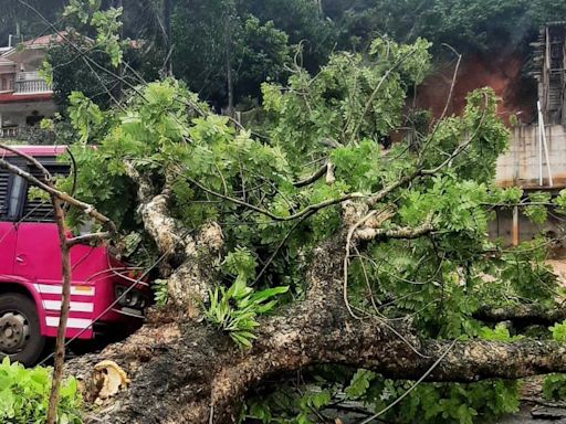 Passenger injured as tree falls on moving bus in Idukki