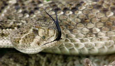 Texas wildlife expert shares crucial snake safety tips