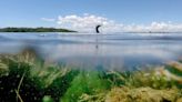 „Viel zu wenig beachtet“ - An Deutschlands Küsten schlummert das mysteriöse „Blue Carbon"-Rätsel