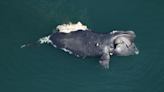 Endangered right whale first seen in 1989 found dead off Virginia coast; calf missing