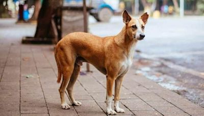 Dog bites 8 people, including 3 children, in Maharashtra, killed by mob