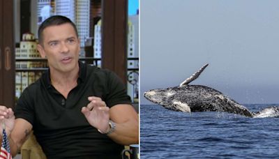 Mark Consuelos recalls terrifying encounter with whale at sea: 'I shouldn't have done that'