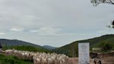Cabras procedentes de Ávila se suman al rebaño local para desbrozar el municipio más antiguo de España