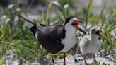 Food and fireworks are fun for everyone — except Navarre's nesting shorebirds