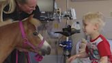 Medical center adds miniature horse as latest therapy animal helping patients