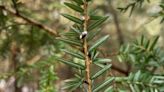 Battle of the bugs: RI deploys predator beetles to protect hemlock trees from invasive insect
