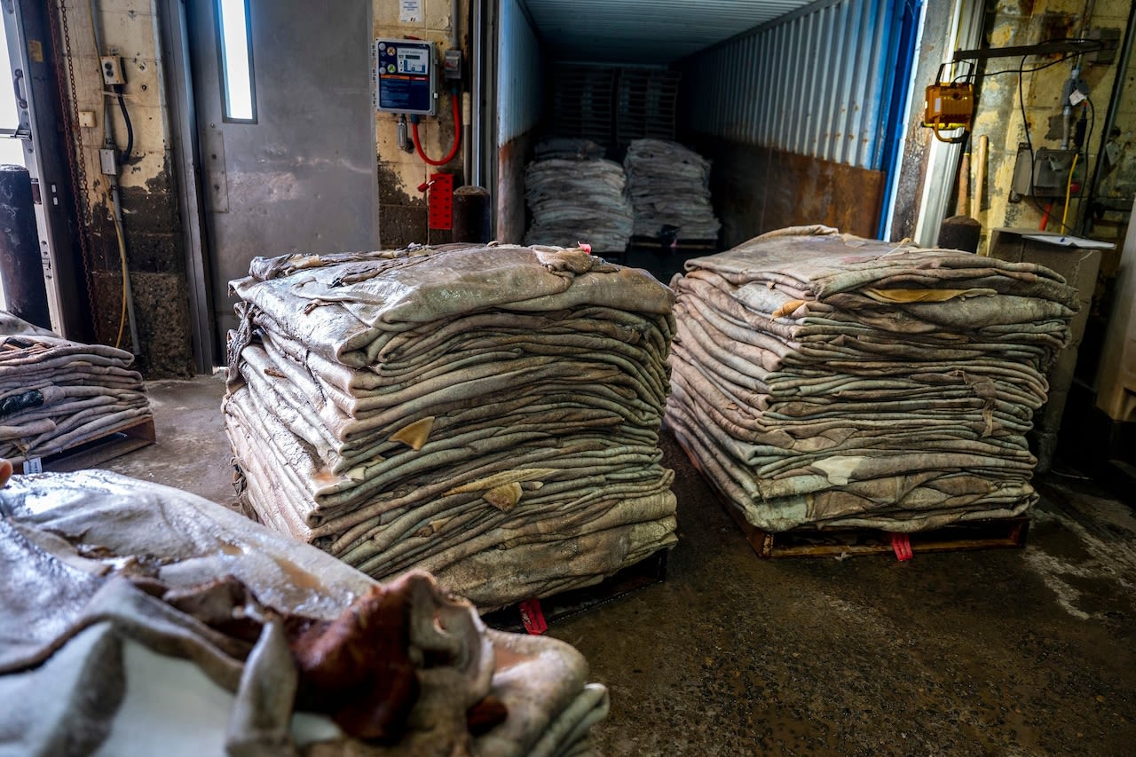 Dairy cows turned into major league baseballs at Pa. meat processing plant