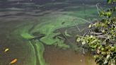 Stuart, 5 nonprofits urge EPA to set toxic algae standard as FL ignores water quality laws