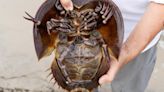 Maryland wildlife authorities accused of withholding data on horseshoe crabs