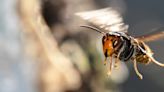 The hornet has landed: Scientists combat new honeybee killer in US