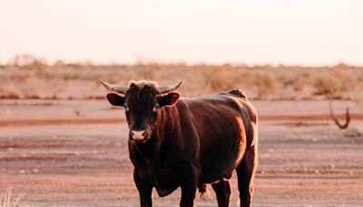 Runaway Bull Surprises Woman When It Shows up in Her California Backyard