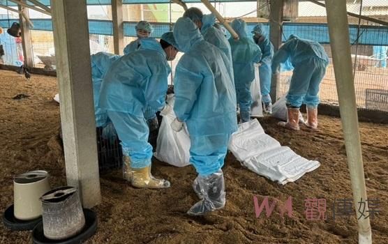 褒忠土雞場發生H5N1禽流感 撲殺銷毀7,824隻黑羽土雞