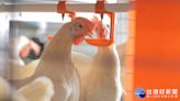 高市提升養雞場經營環境 輔導石安牧場下福利蛋