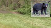 Bear dragged Massachusetts car crash victim’s body from vehicle and into woods: cops