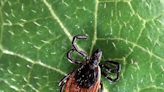 Current study testing new treatment for babesiosis - The Martha's Vineyard Times