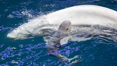 Chicago Aquarium Announces Birth of Adorable Baby Beluga Whale